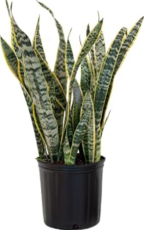 Silver Sword Snake Plant