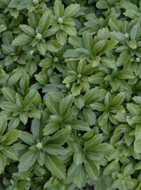 Pachysandra Terminalis