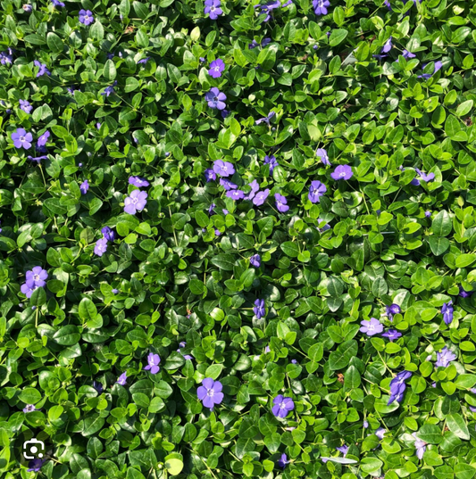 Vinca minor 'Bowles' 606 Pack