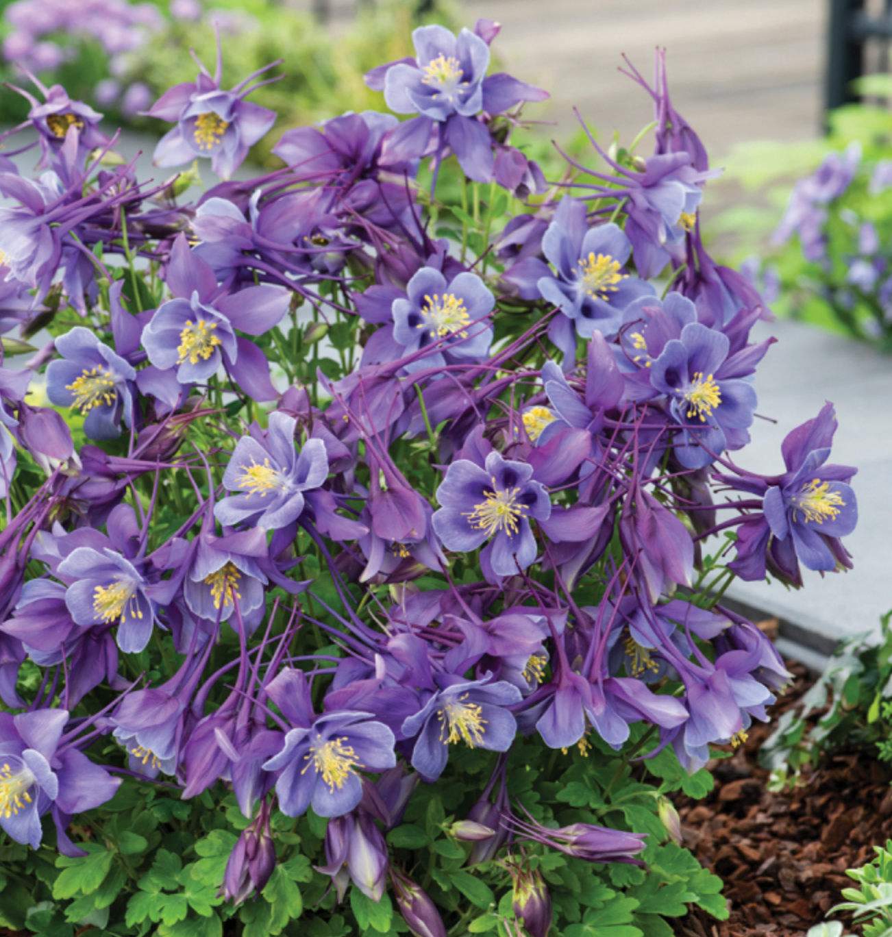 Aquilegia hybrida 'Earlybird Purple Blue' #1