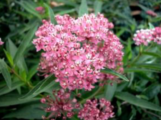 Asclepias Incarnata