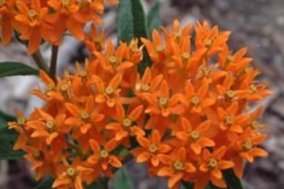 Asclepias Tuberosa