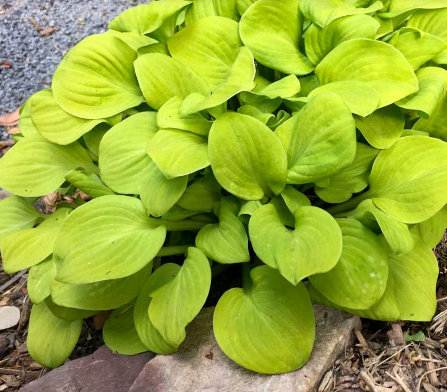 Hosta 'Sun Mouse' #1