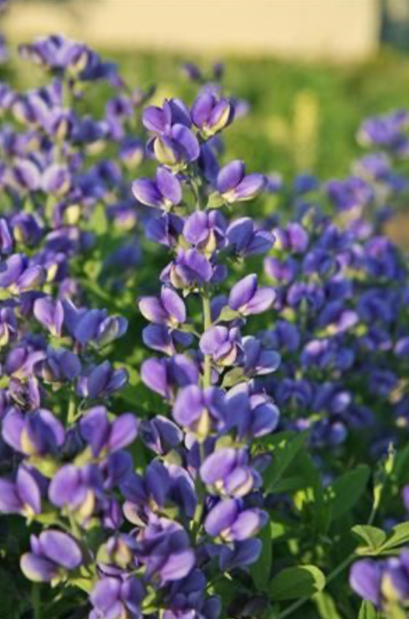 Baptisia 'Blueberry Sundae Decadence
