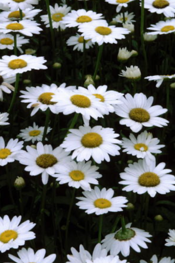 Leucanthemum x Superbum 'Becky' #1
