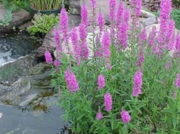 Lythrum virgatum 'Morden's Gleam' #1