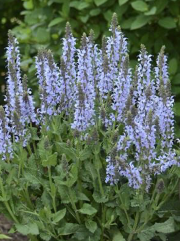 Salvia 'Crystal Blue'