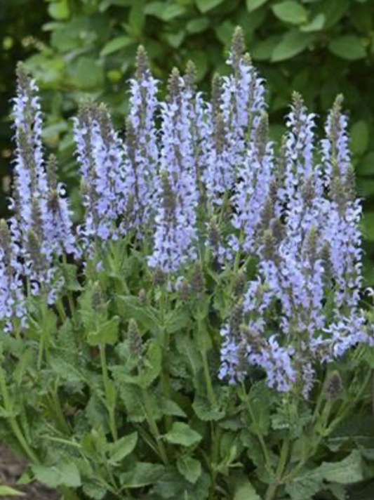 Salvia 'Crystal Blue'