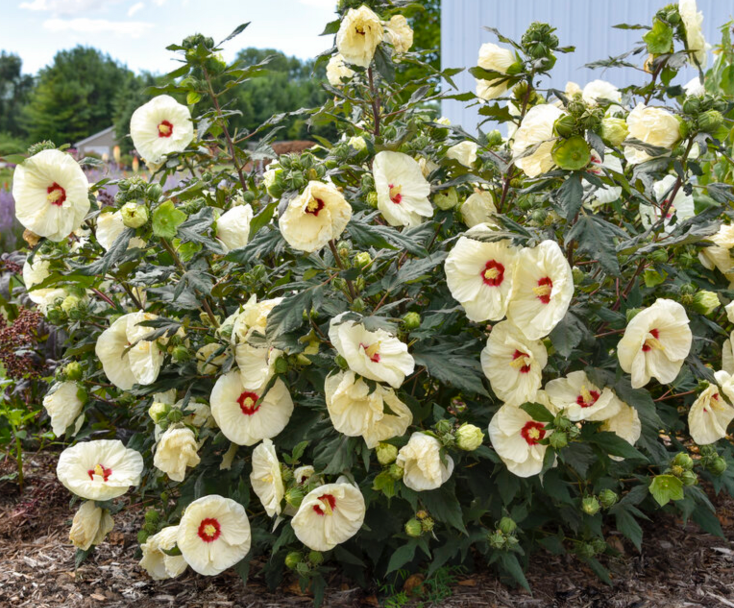 Hibiscus 'French Vanilla'