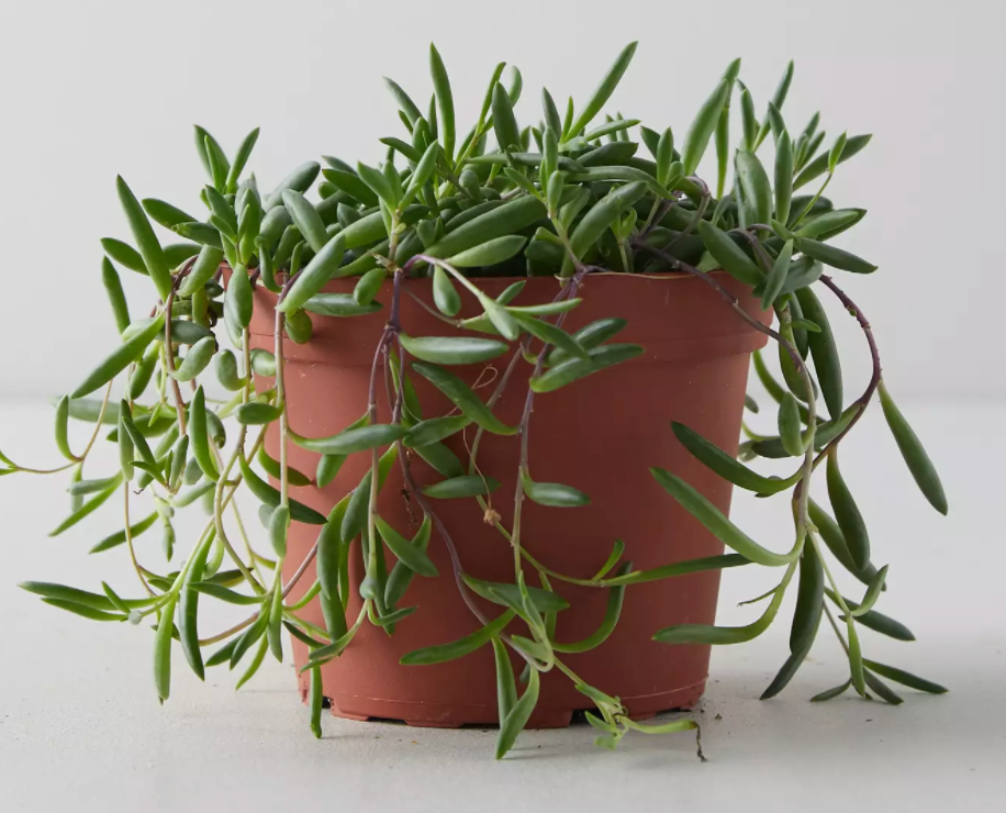 String of Pickles (Hanging)