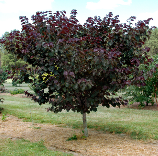 Redbud Merlot 1.5"