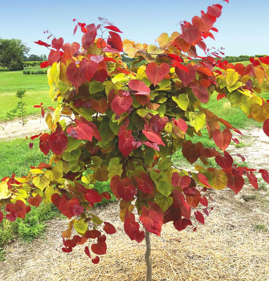 Redbud Flame Thrower