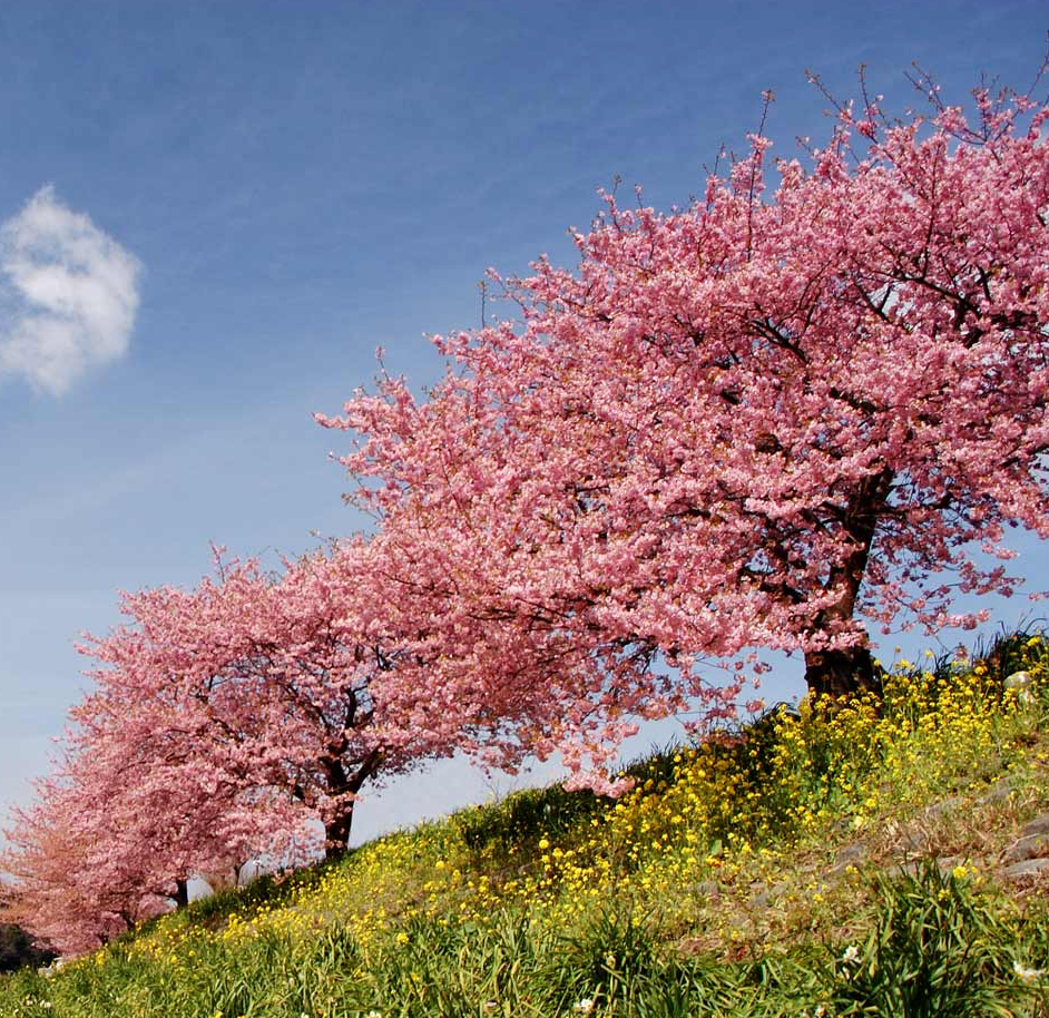 Cherry Kwanzan 1.5" Ornamental