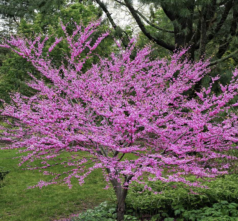 Redbud Common Clump 6-8'