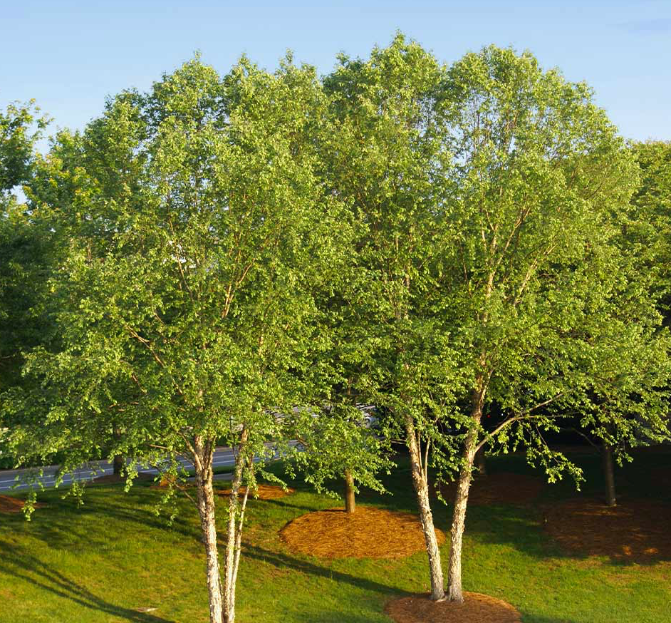 Heritage River Birch Clump 8-10'