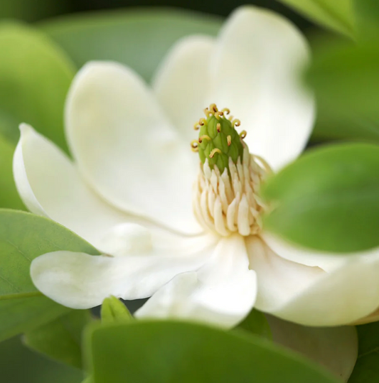 Sweetbay Magnolia 4'-5'