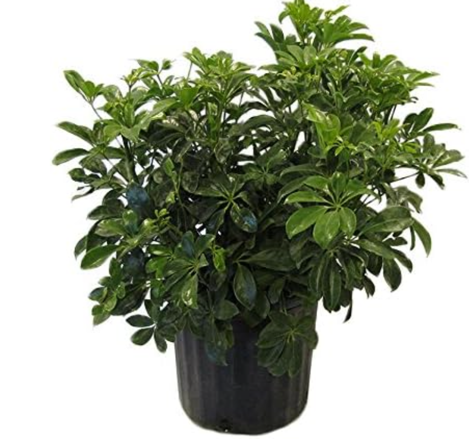8" Arboricola