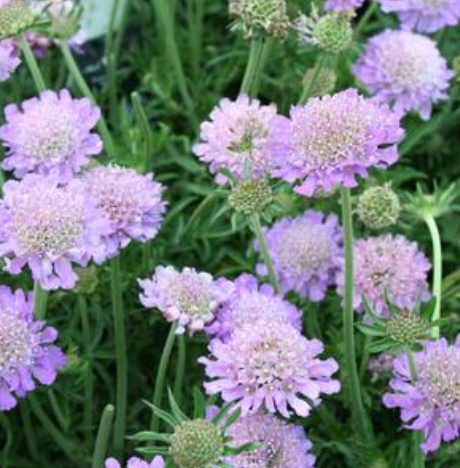 Scabiosa columbaria 'Butterfly Blue' #1