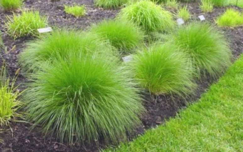 Prairie Dropseed #1 (Sporobolus Heterolepis)