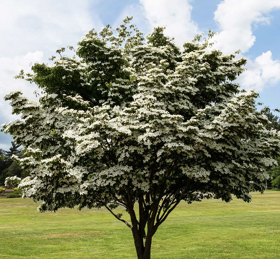 Cornus Kousa Clump 2" (Potted #15)