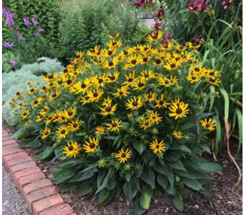 'Little Goldstar' Black Eyed Susan #1