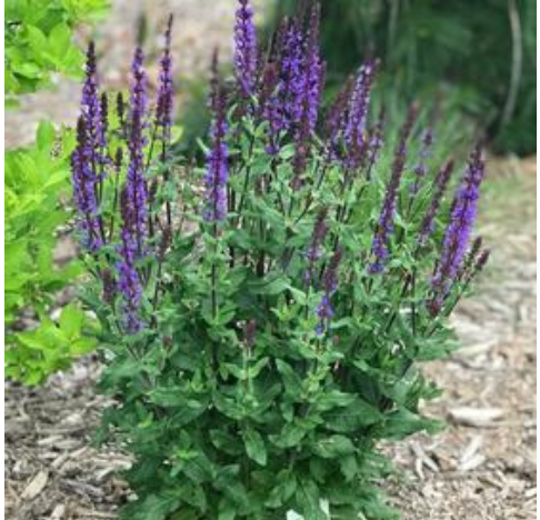 Salvia nemorosa 'Caramia' Meadow Sage #1