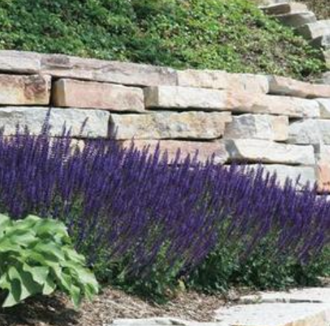 Salvia nemorosa 'May Night' Meadow Sage #1