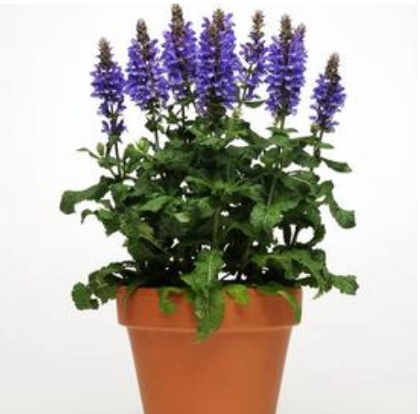 Salvia nemorosa 'Marvel Series Blue Marvel' Meadow Sage #1