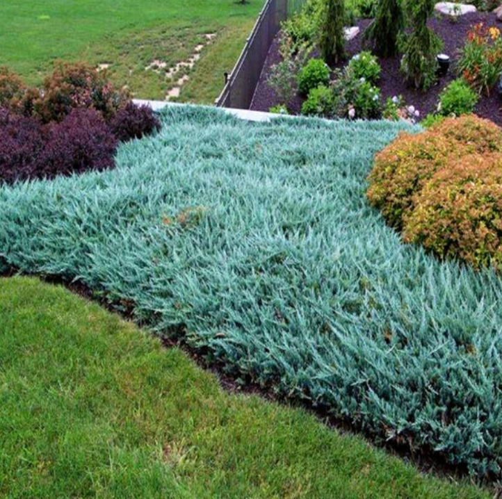 Juniper Blue Chip 3gal