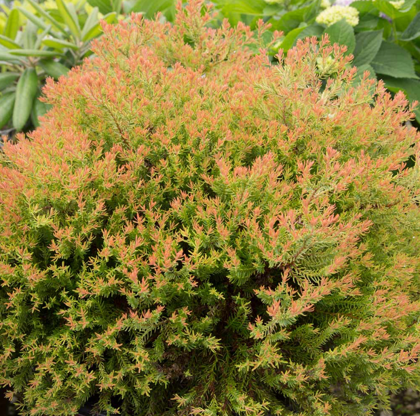 Arborvitae Fire Chief #3