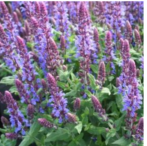 Salvia nemorosa 'Sensation® Sky Blue' Meadow Sage #1
