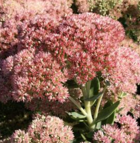 Sedum Tall Upright Clumping 'Autumn Fire' #1