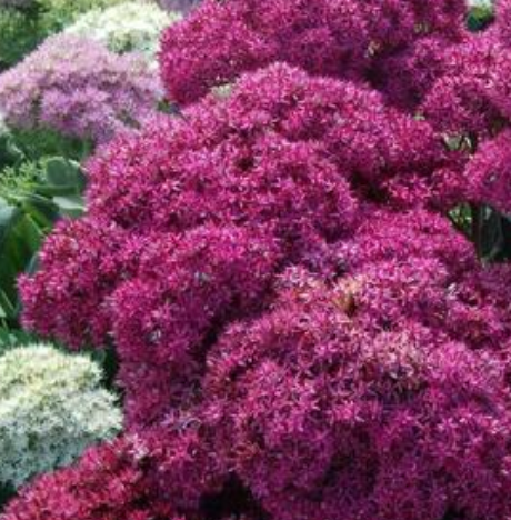 Sedum Tall Upright Clumping 'Mr. Goodbud' #1
