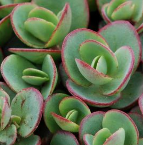 Sedum SunSparkler® Series 'Lime Zinger' #1