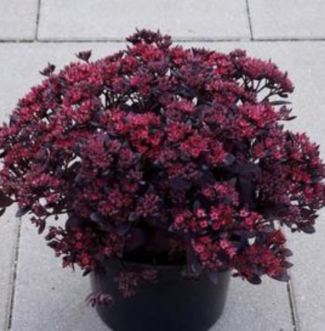Sedum SunSparkler® Series 'Plum Dazzled'  #1