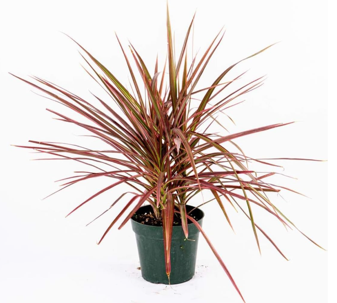 Dracaena Dragon Large
