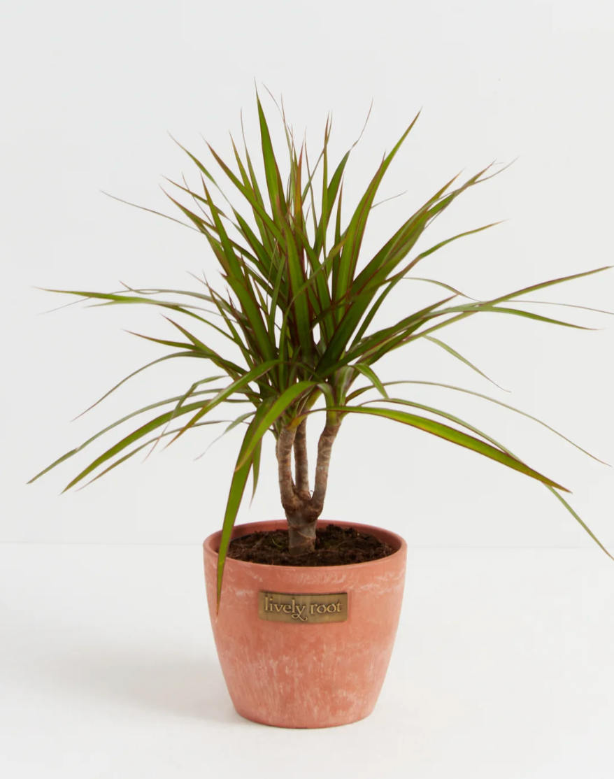Dracaena Dragon Medium