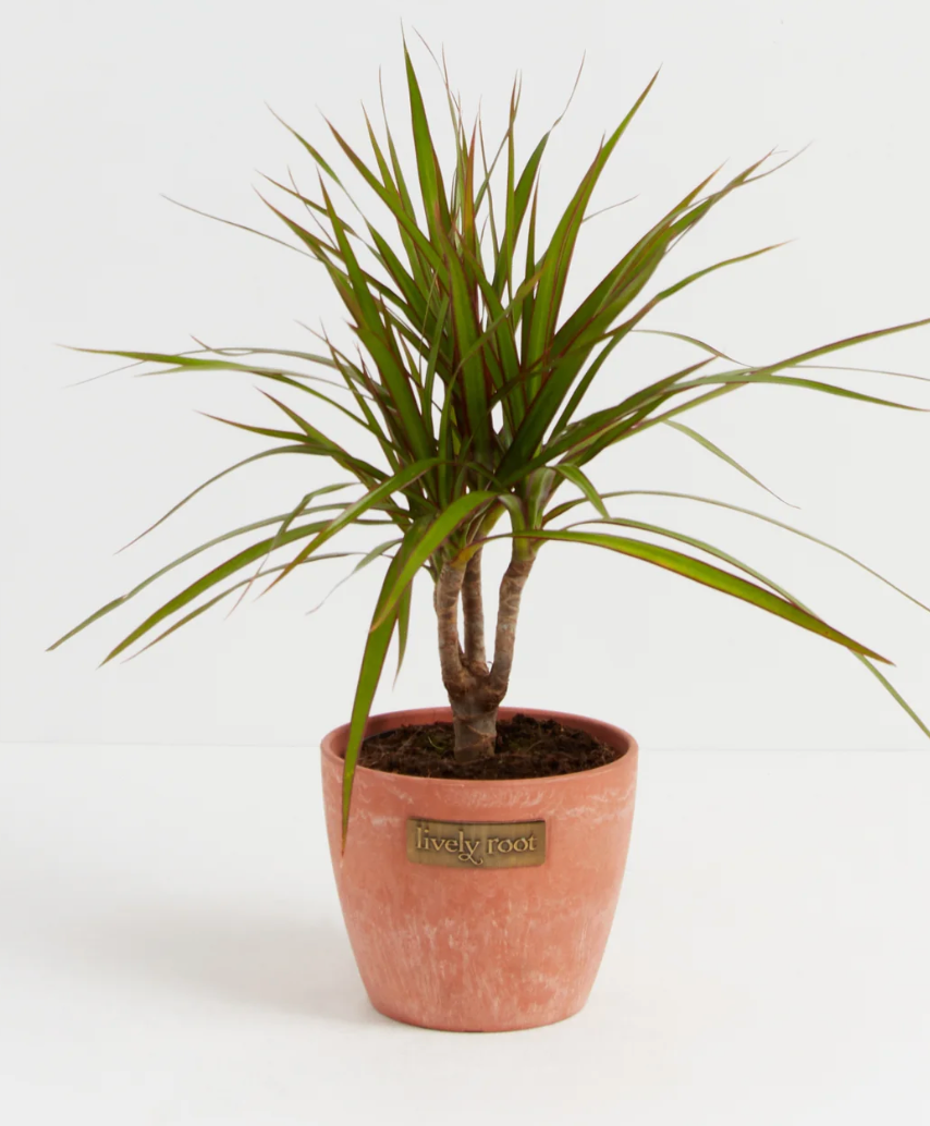 Dracaena Dragon Small