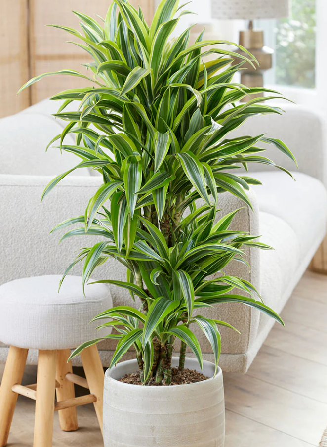 Lemon Lime Dracaena 8"