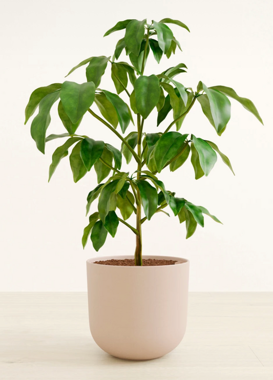 Schefflera Amate