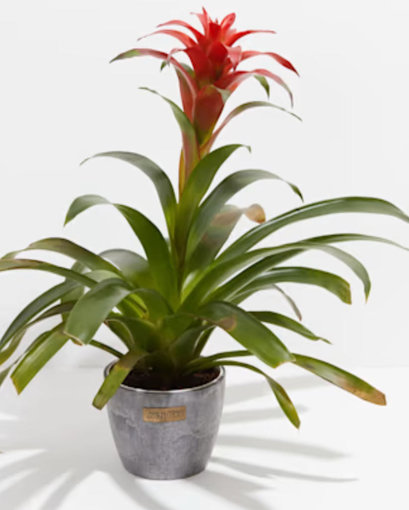 Guzmania Bromeliad