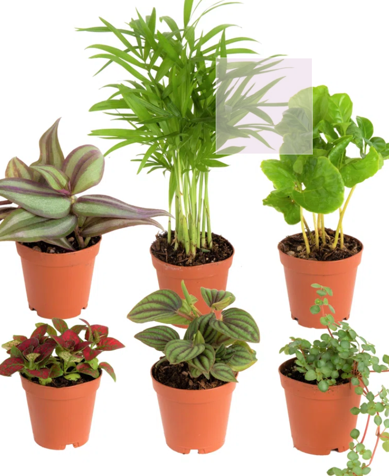 Assorted 4" Foliage