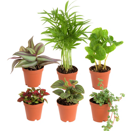 2" Assorted Foliage