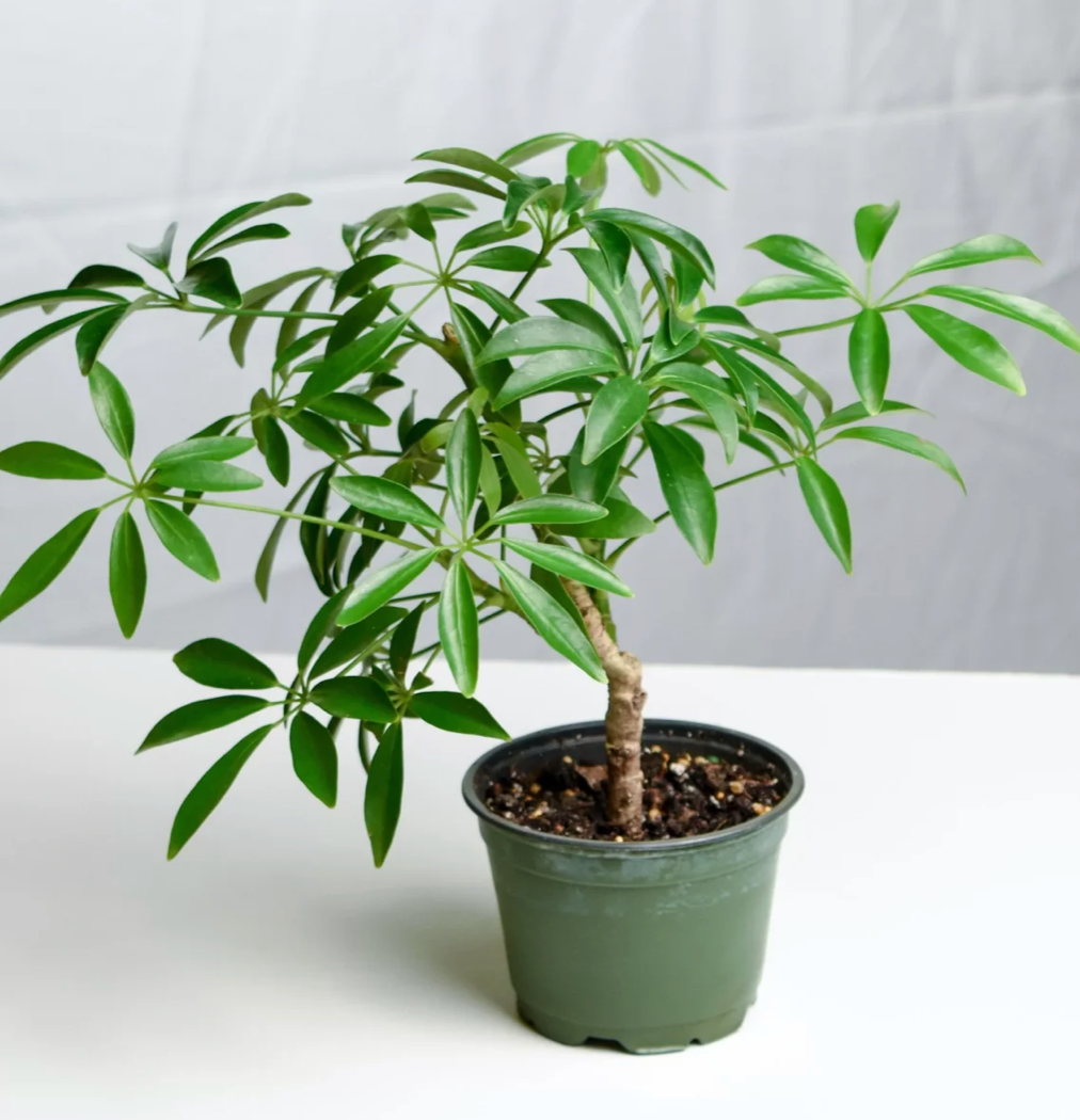 Umbrella Plant