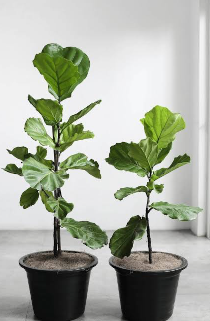 Fiddle Leaf Fig
