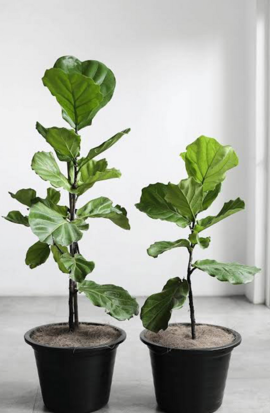 8" Fiddle Leaf Fig