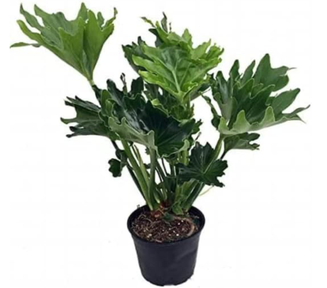 Philodendron Hope