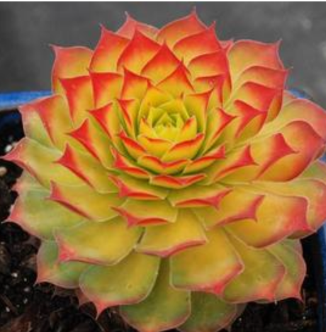 Sempervivum Chick Charms 'Gold Nugget'