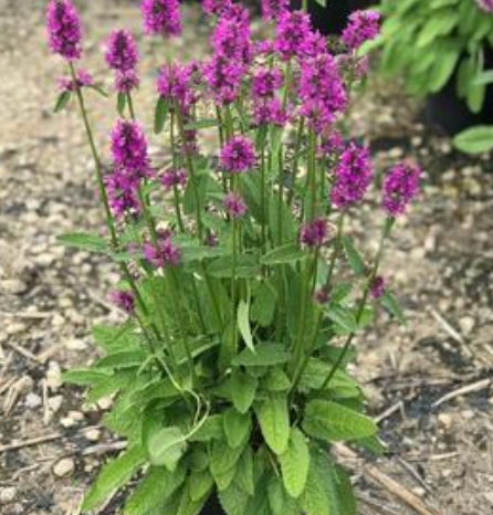 Stachys monieri 'Hummelo' Betony #1
