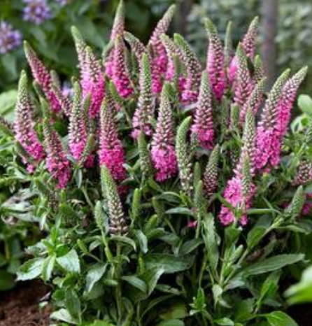 Veronica spicata 'Pink Candles' #1